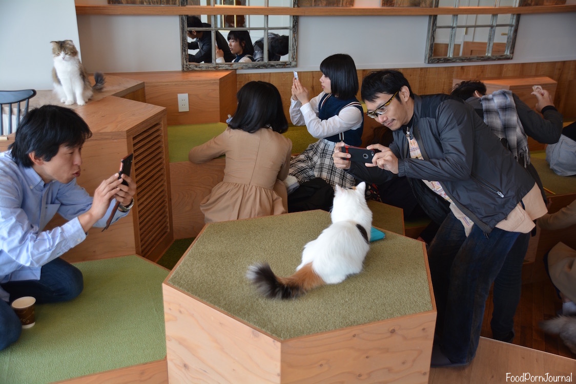 Tokyo Harajuku cat cafe photos