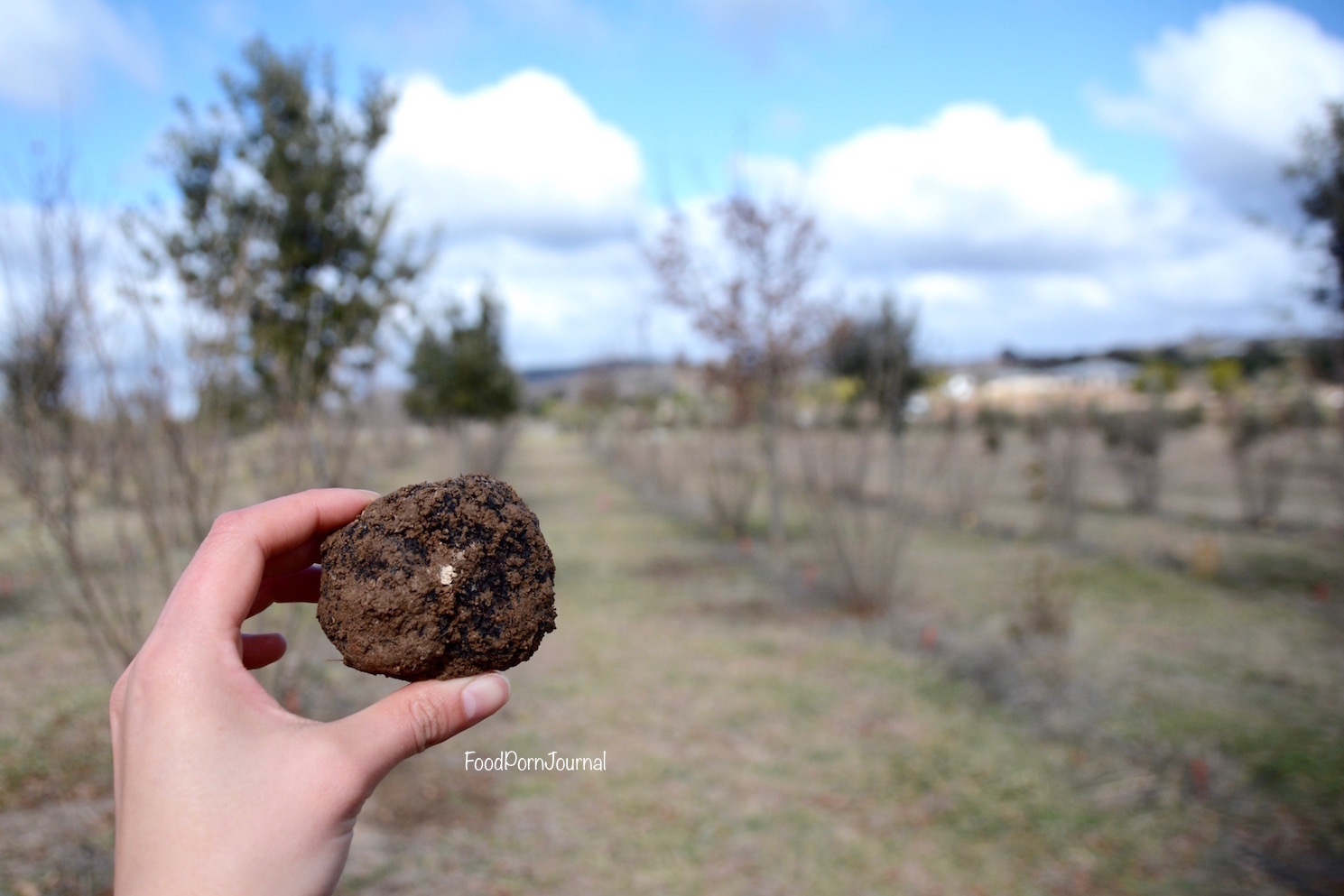 Blue Frog Truffles find