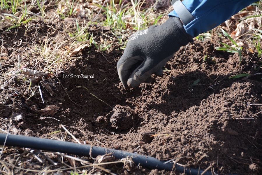 Blue Frog Truffles truffle dig