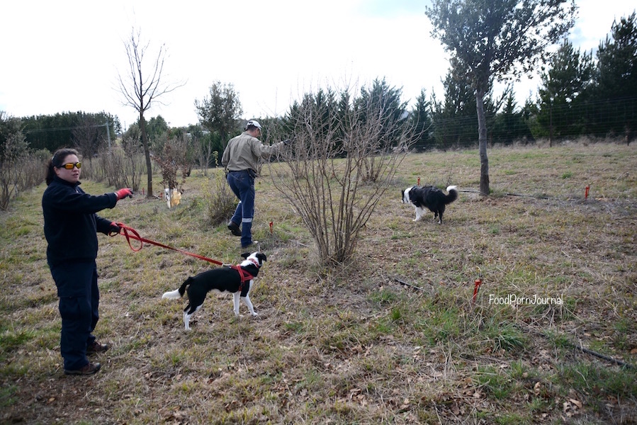 Blue Frog Truffles truffle hunt dogs