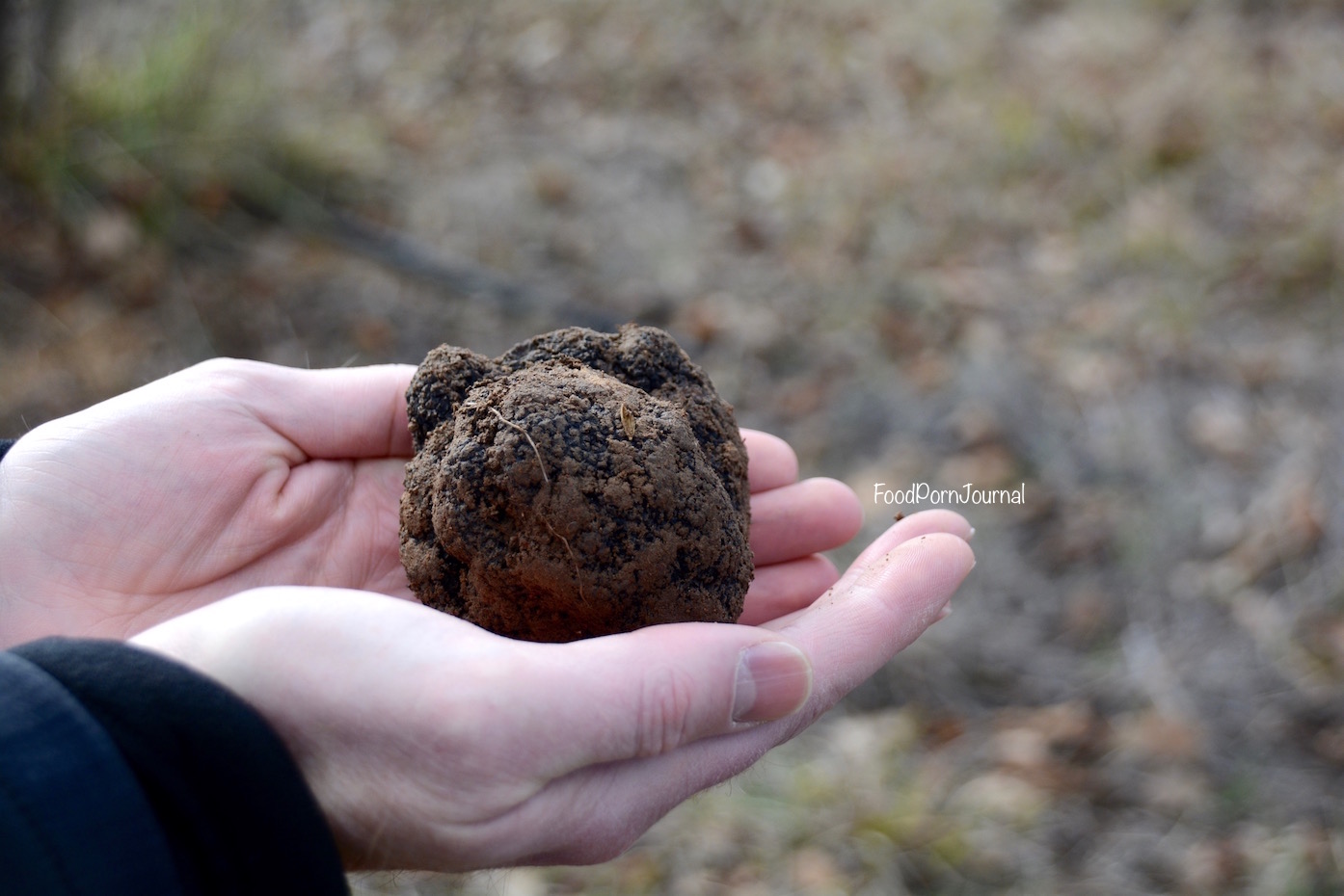 Blue Frog Truffles truffle hunt