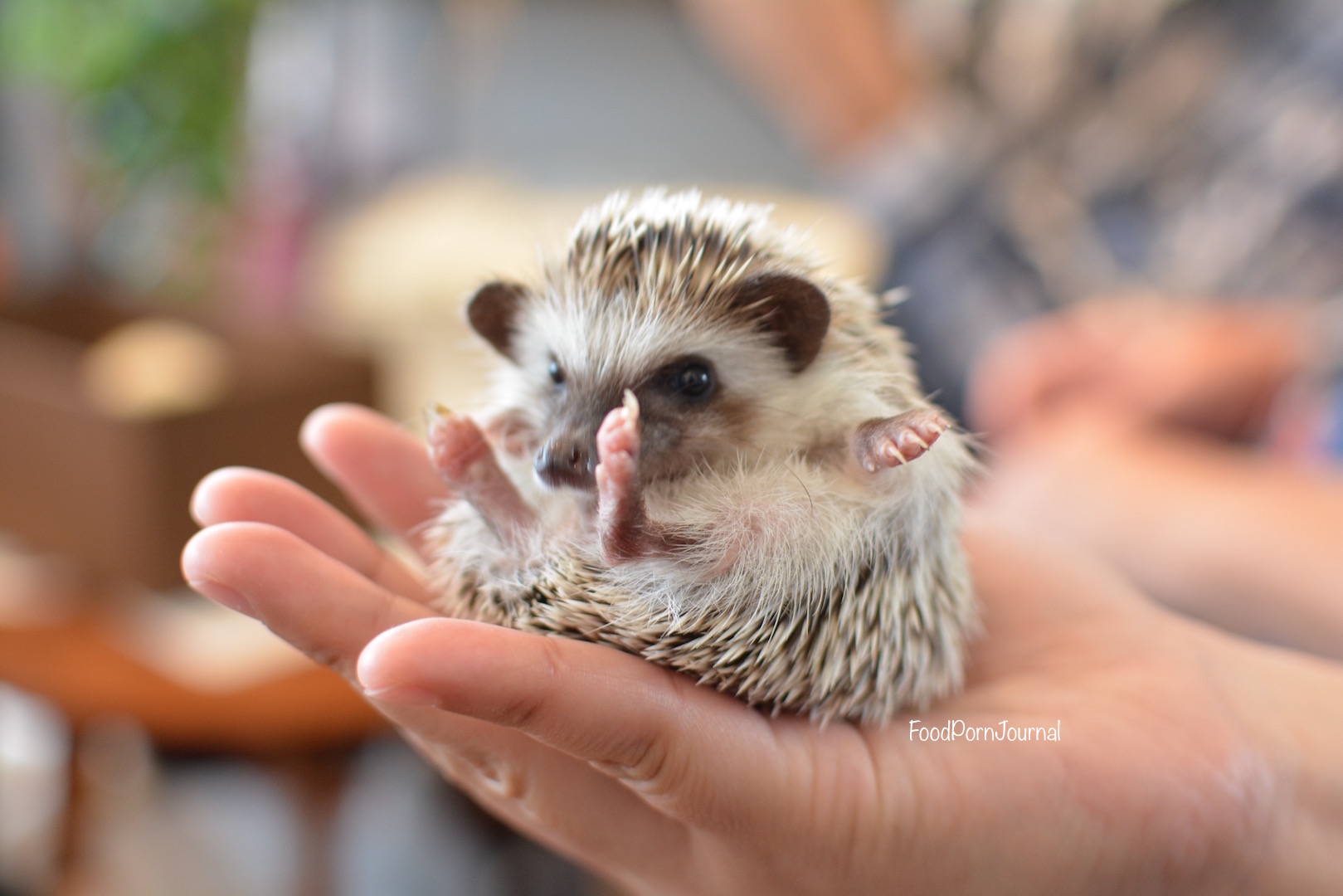 Harry Hedgehog Tokyo cute