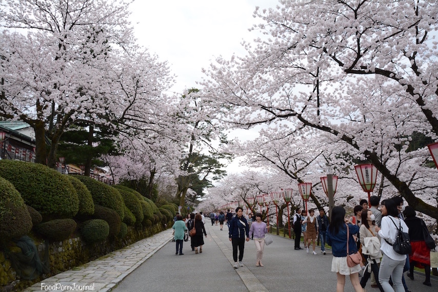 Japan Kanazawa cherry blossoms