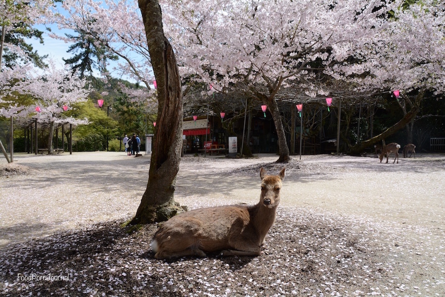 Japan Miyajima Island deer