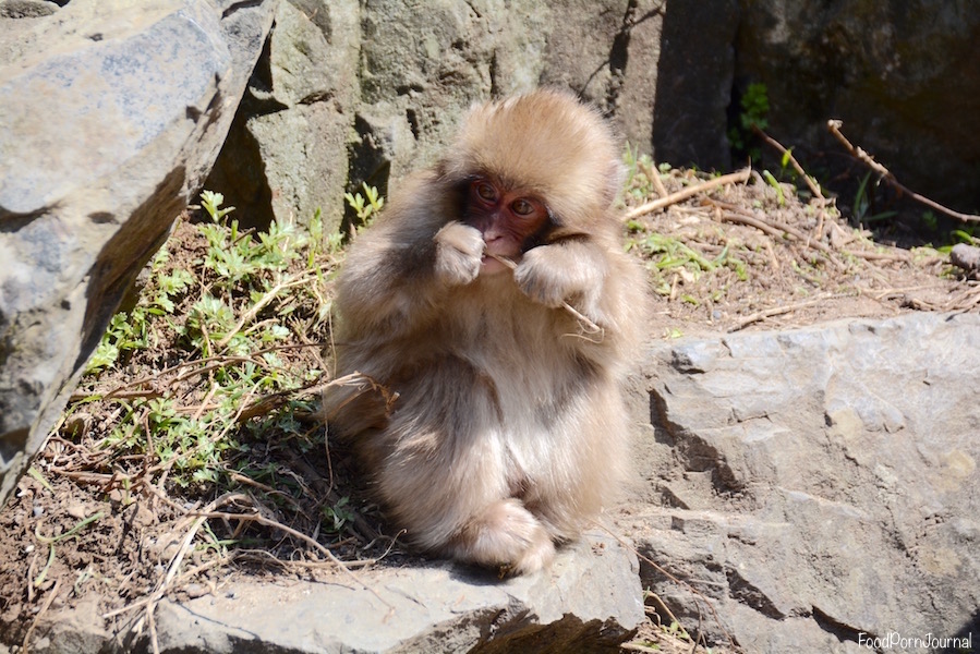 Japan Yamanouchi snow monkey park