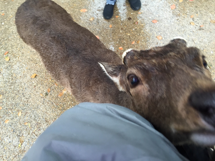 nara-japan-deer