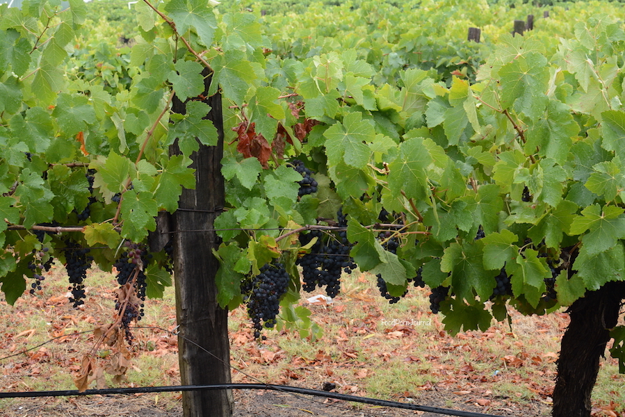 Swan Valley Lancaster Wines grapes