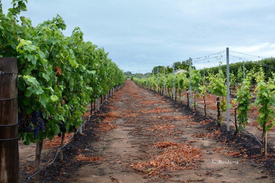 Swan Valley Olive Farm Wines