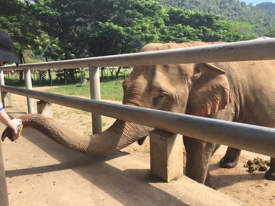 Chiang Mai Elephant Nature Park