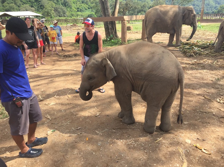 Elephant Nature Park - baby elephant