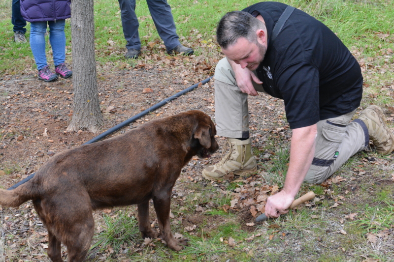 The Truffle Farm Willow dog hunt